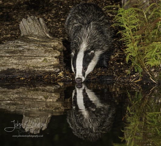 Hot date with the Badgers and Owl – 33 degrees