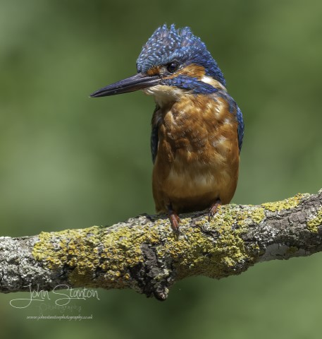 NEW MALE KINGFISHER VISITOR
