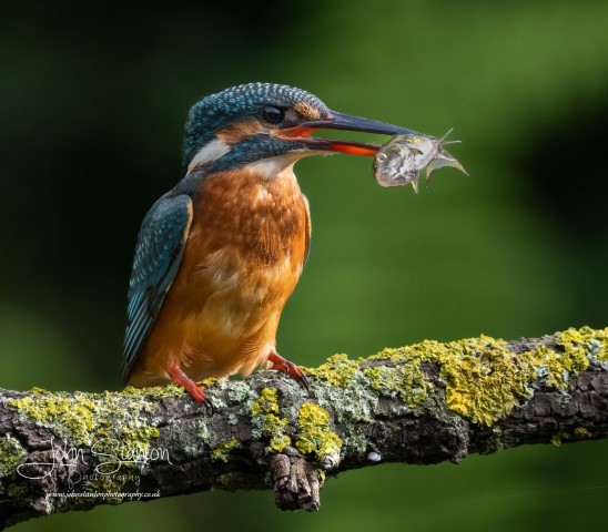 Kingfishers at the wood