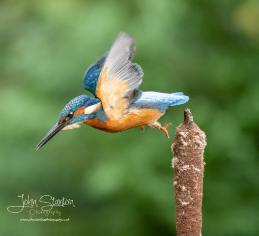 AN HOUR AN HALF WITH THE KINGFISHER