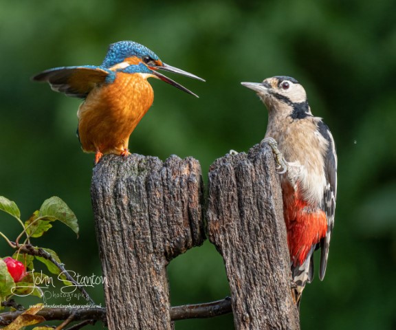 Kingfisher and Great -spotted woodpecker fight