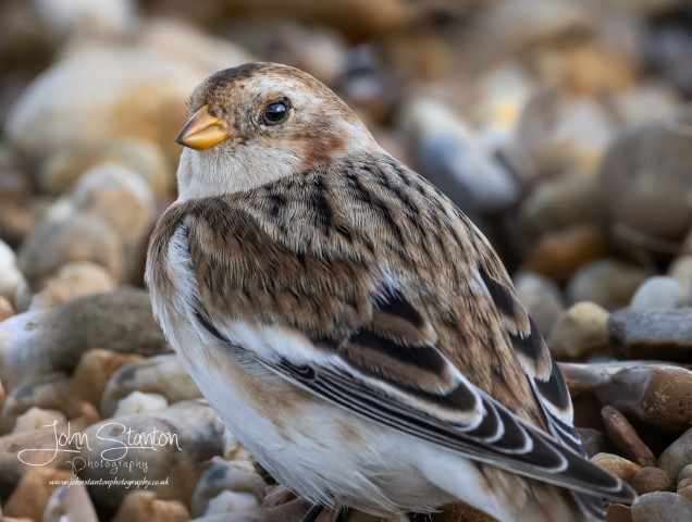 SNOW BUNTING BETWEEN THE SHOWERS