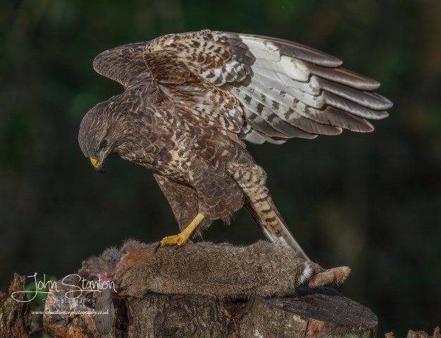 Buzzard encounter 3.1.23
