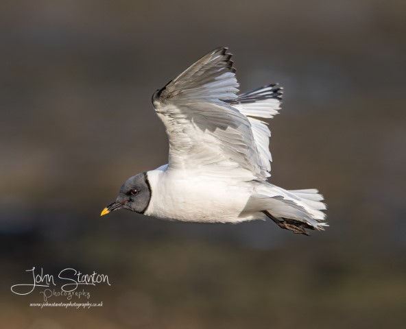 LOCAL TWITCH TO SEE SABINES GULL AT BUDDS FARM 23.1.23