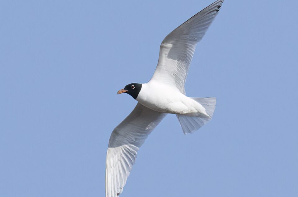 MEDITERRNEAN GULL FLOCK