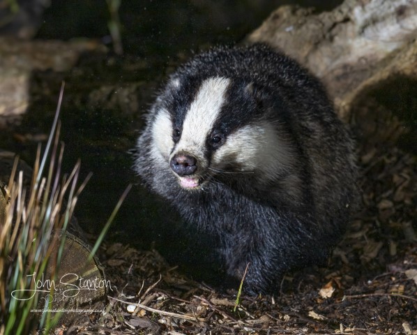 CHECKING IN WITH THE BADGERS
