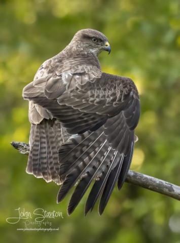 RARTHER WARY BUZZARD