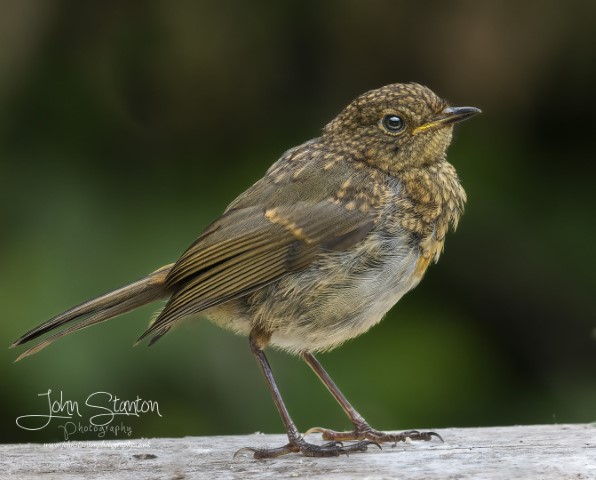 New Robin family