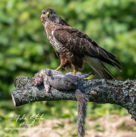 YOUNG BUZZARD ENCOUNTER 9.8.24