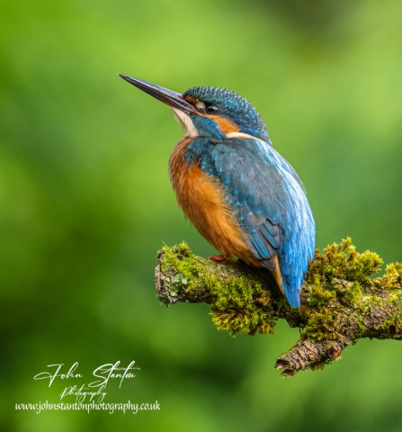 Kingfisher showing well