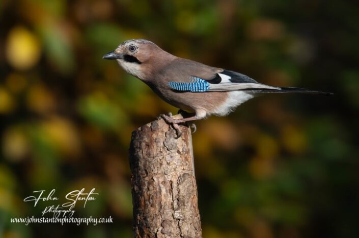 JAY AT MILLERS WOOD