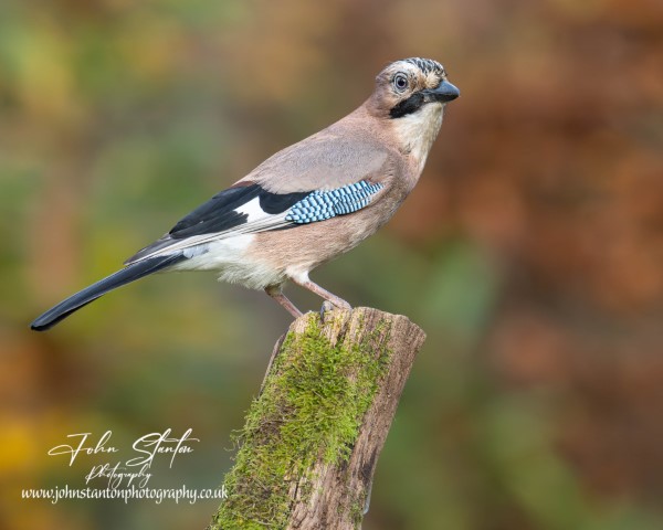What a Jay day
